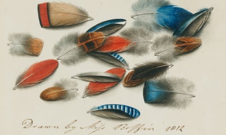 Sarah Biffin : étude de plumes, 1812
