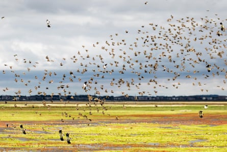 Huge flocks of shimmering lapwings and other migratory birds have arrived to feed on the Ribble Marsh nature reserve.
