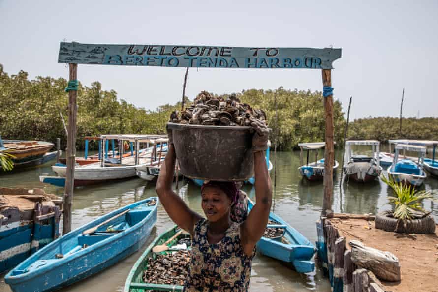 A woman balances a large tub of oysters on her head as she carries them from the harbour