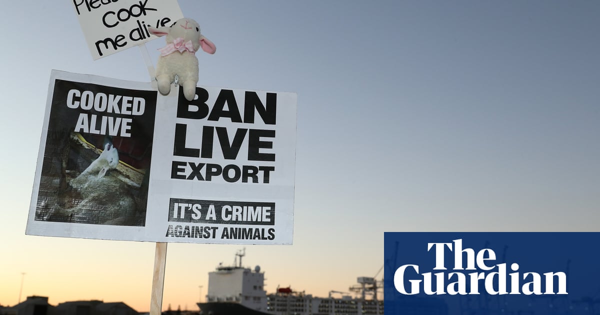 Anthony Albanese says live sheep exports won’t be phased out before 2025