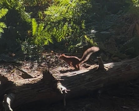 A video still of the red squirrel Tom encountered.