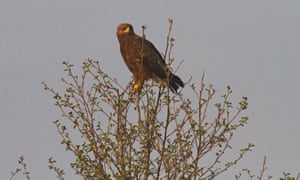 Lesser spotted eagle in the Palieski State Radioecological Reserve, Belarus