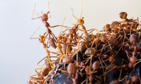 Weaver ants crawling over each other in a pile