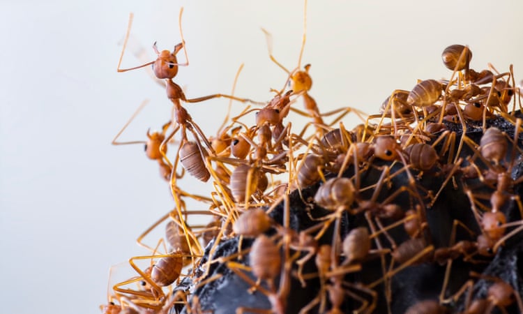 Empire of the ants: what insect supercolonies can teach us