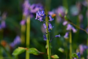 Campainhas selvagens, que florescem em meados de abril, tornando a floresta completamente azul e formando um tapete no Hallerbos, também conhecido como Floresta Azul, perto da cidade belga de Halle