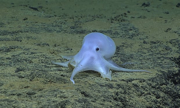 This image provided by courtesy of NOAA Office of Ocean Exploration and Research, Hohonu Moana 2016, shows a possible new species of octopus. Scientists say they have discovered what might be a new species of octopus while searching the Pacific Ocean floor near the Hawaiian Islands. Michael Vecchione of the National Oceanic and Atmospheric Administration says in a statement Friday, March 4, 2016, that on Feb. 27 a team found a small light-colored octopus at a depth of about 2.5 miles in the ocean near Necker Island. (NOAA Office of Ocean Exploration and Research, Hohonu Moana 2016 via AP) MANDATORY CREDIT,