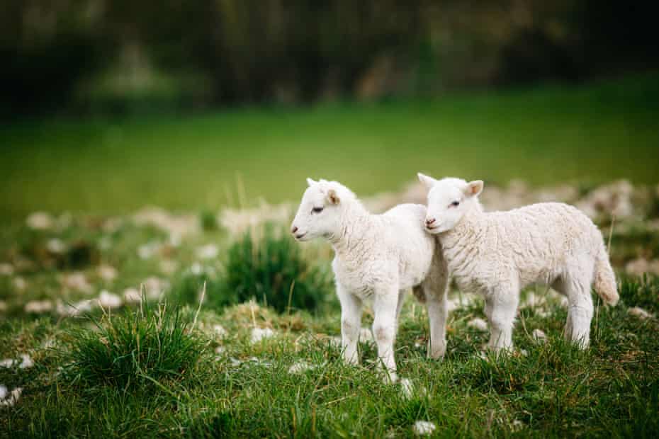 Edwards’ new-born exlana lambs.