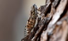 Too hot to chirp: French heatwave silences cicadas of Provence