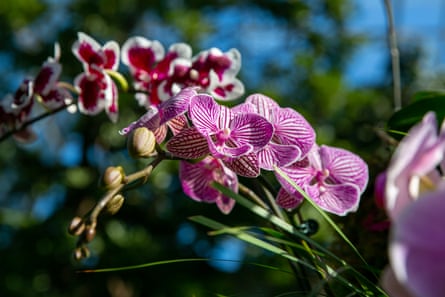 Showy phalaenopsis orchids on display at the orchid show.