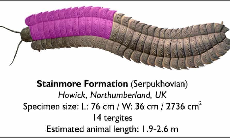 Illustration issued by Cambridge University of what Arthropleura looked like