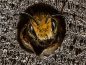 Willughby’s leafcutter bee in Staffordshire, England