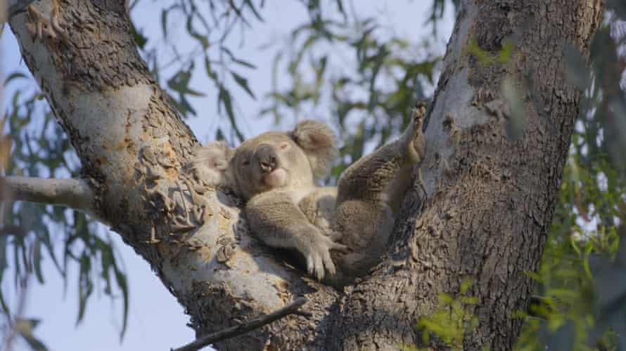 AI algorithms are being used to analyse video footage and identify koalas in the wild in Australia.