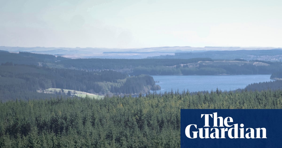 How England's largest forest went from commodity to conservation haven