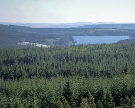 How England’s largest forest went from commodity to conservation haven