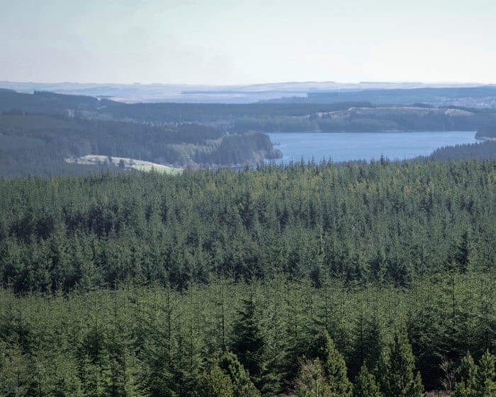 How England’s largest forest went from commodity to conservation haven