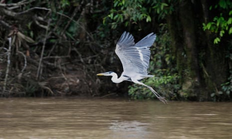 A white and gray heron flies over a river beside trees