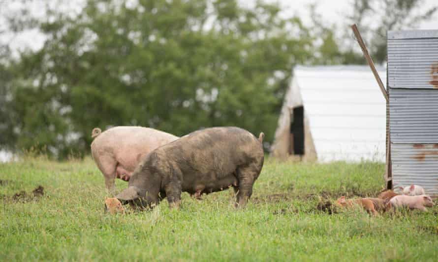 Pigs roaming outdoors at a Niman Ranch farm in the US