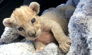 roar deal tiny lion