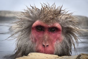 Um macaco da neve com o rosto vermelho