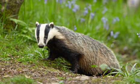 A badger roaming outside its den