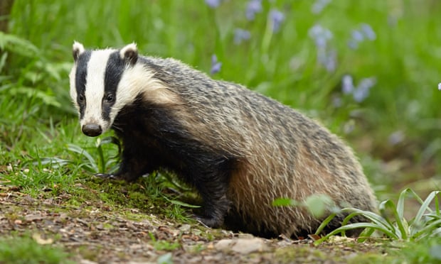 Devon Police Apologise For Calling Animal Rights Activists 'Idiots' |  Badgers | The Guardian