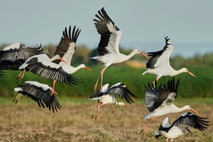 Storks fly over fields in Buettelborn near Frankfurt, Germany