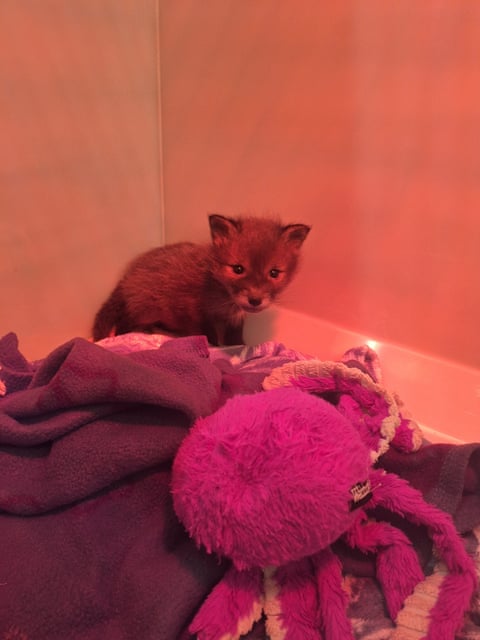 A cria de raposa resgatada foi encontrada por um cidadão de Glasgow, após ter sido dada como abandonada pelos pais em arbustos onde se encontrava desde as primeiras horas da manhã. Ela foi levada para o Centro Nacional de Resgate de Animais Selvagens da SPCA Escocesa e instalada em um espaço amplo e aquecido. Seu desenvolvimento está progredindo bem e continuará sendo monitorado pela equipe.