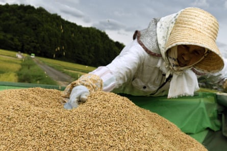 A farmer checks harvested rice grain in a paddy field in Hyogo prefecture, Japan