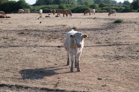 A calf stands with other cattle in the background in a parched common in Buckinghamshire