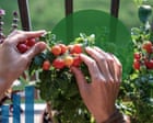 No backyard required: I tried growing vegetables on a 20th-floor balcony – here’s what I learned