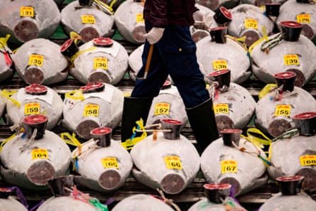 A wholesaler walks along the lined up frozen tuna ahead of the New Year’s auction at Toyosu fish market in Tokyo, Japan on January 5, 2021. (Photo by Philip FONG / AFP) (Photo by PHILIP FONG/AFP via Getty Images)