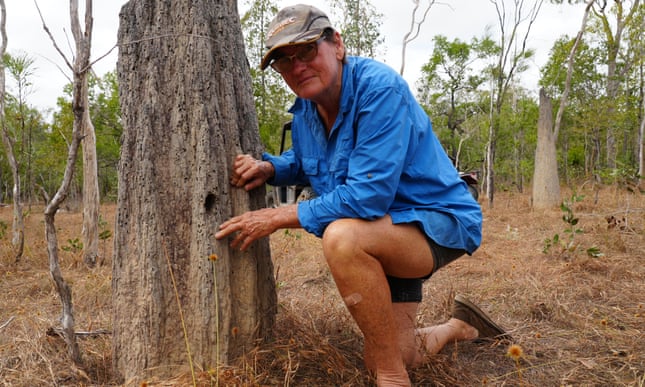 ‘We are going to lose these birds’: the quiet fight to save the golden-shouldered parrot Sue Shephard kneels next to a termite mound, the preferred nesting ground for the golden-shouldered parrot. Photograph: Braydon Moloney