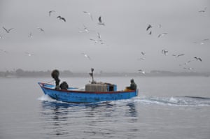 Get Boom In Seahorse Poaching Spells Bust For Italy S Coastal Habitats For iPhone Get Wallpaper Boom In Seahorse Poaching Spells Bust For Italy S Coastal Habitats For Android Free