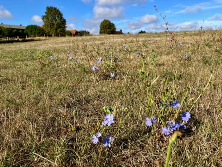 Chicory growing on short stems in a parched hayfield.