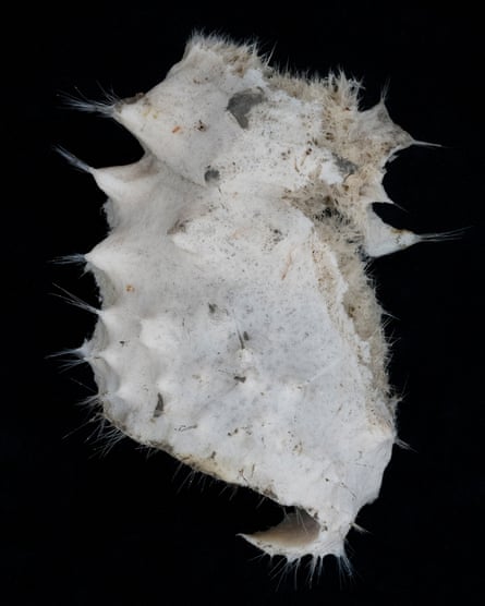 A hexactinellid sponge, a sample specimen collected from in Half Moon Bay, outside Livingston Island in the Antarctic