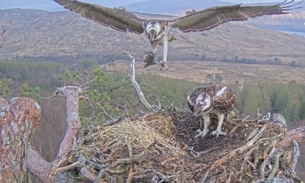 Osprey pair Dorcha and Louis on their nest at Loch Arkaig pine forest in Lochaber in spring this year.