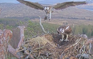 Os conservacionistas estão encantados que um par de águias-pescadoras, Dorcha e seu companheiro Louis, tenham produzido um ovo, que eles estão guardando em um ninho em um local secreto em Loch Arkaig Pine Forest em Lochaber, Escócia. Ela colocou seu primeiro ovo da temporada às 22h05 de domingo e um segundo ovo é esperado no meio da semana, com um terceiro provável no final da semana.