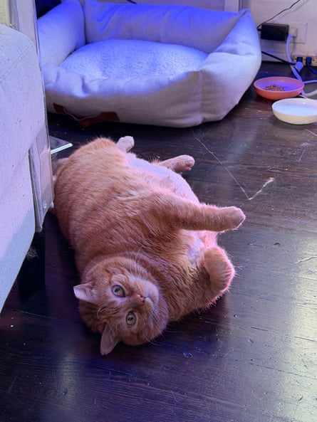 ‘She mostly sleeps on her cat bed, adjusting to her new diet.’