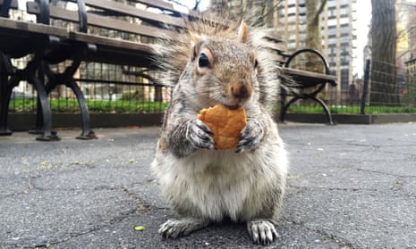 Pass the egg roll: a squirrel stops for a bite in Madison Square Park, New York.