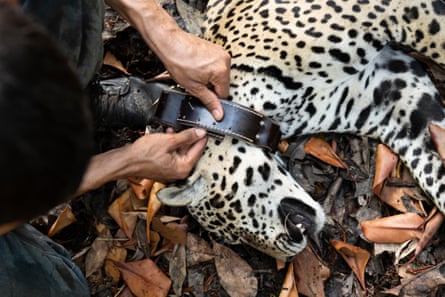 A jaguar being fitted with a GPS collar