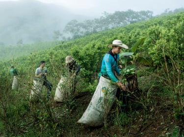 Four pickers put cocaine leaves into large sacks on a hill covered in green plants