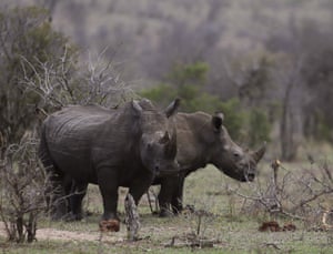 Rhinos graze in the bush on the edge of Kruger national park in South Africa, where rangers are enlisting the help of tracker dogs to catch poachers