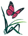 Plant and butterfly