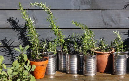 Cuttings in pots and cans
