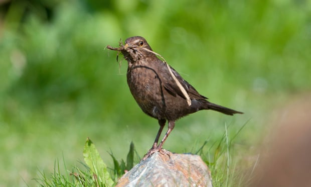A female blackbird gathers nesting material.