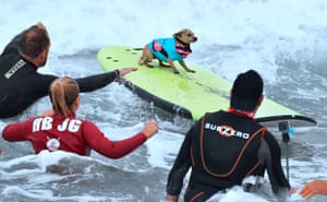 A dog rides a wave