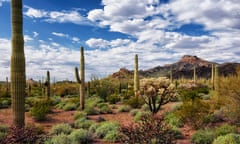 Arizona’s Sonoran Desert and Organ Pipe Cactus National Monument