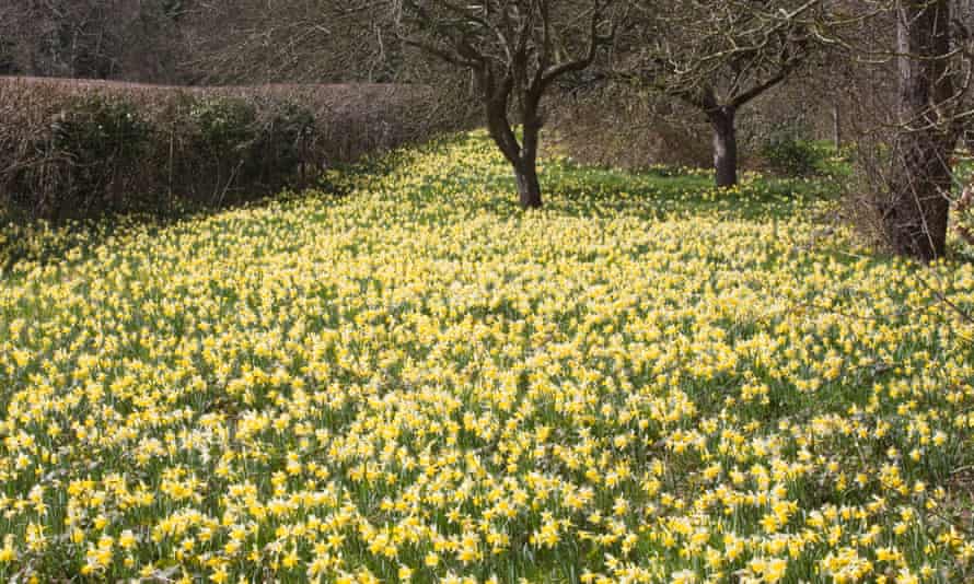 Wild daffodils flowering at Gwen and Vera’s Fields nature reserve near Dymock.