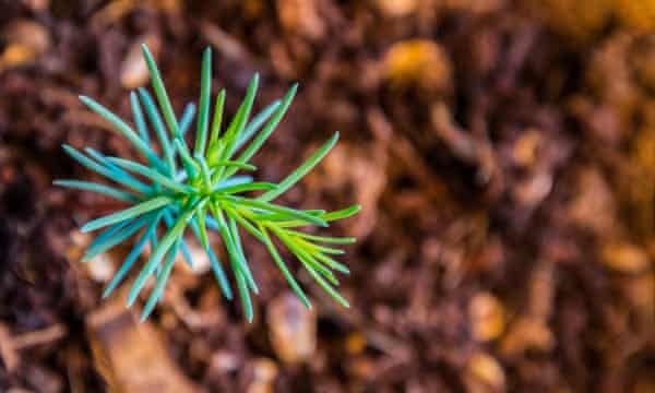 A germling of giant sequoia brown soil green leafs