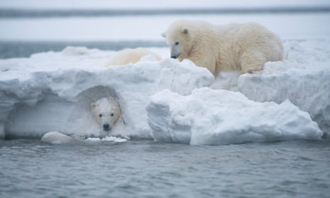 Polar bear cubs play in a snow drift at the Arctic national wildlife refuge.